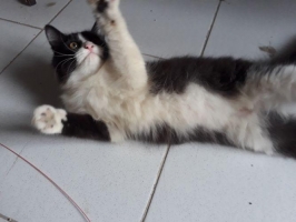 Lepas adopsi 3 ekor Persia remaja flatnose