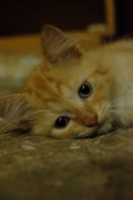 Anggora mix Persia Siap adopsi