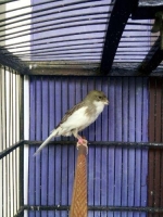 Burung kenari F2ys warna abu putih