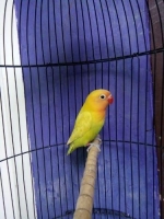 Burung lovebird paud prospek