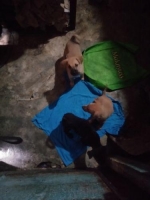 Anak anjing 4 ekor, sehat, aktif, lucu & gemuk