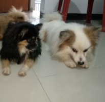 Anjing Minipom sepasang