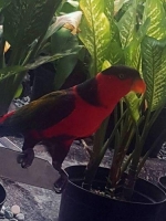 Burung Nuri jantan kepala hitam. Paruh orange