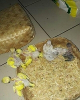 BURUNG PARKIT LOLOHAN