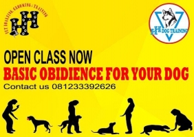 Pelatihan Anjing kesayangan anda