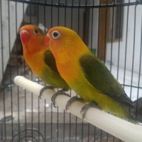 Lovebird Clearpied Gs Balibu Jos