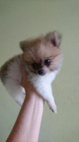 3 ek anakan mini pom parti coler 2 btn 1 jtn stb