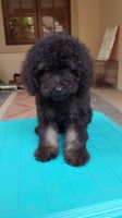 Anjing toy poodle stambum silver betina