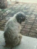 Anjing ras maltise jantan tulang besar murah