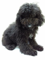 Anjing Silver Toy Poodle Stambum Vaksin Microchip