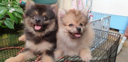 2 ekor anjing pomranian