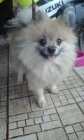 Anjing pom mini stambum & vaksin lengkap