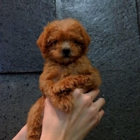 Poodle tiny high quality brown