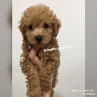 Red toy Poodle Male Good Quality