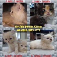 7 male & 1 female Kittens Persian Medium umur 2-3 bulan, bersih, sehat, imut (harga per ekor)