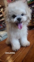 1 ekor shihtzu vaksin lengkap!