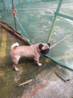 Anjing pug cerdas dan lucu, jantan