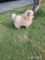 Anak mini pom jtn bulu glamor