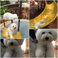 Anjing Bicon firse vaksin lengkap
