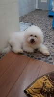 Anjing bichon frise calon pejantan stambum
