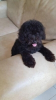 Anjing toy poodle stambum silver