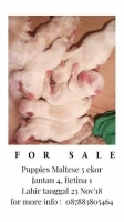 5 new born Puppy Maltese