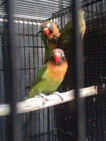 Lovebird ijo / hijau / josan