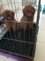 Anjing Red Toy Poodle Stambum Vaksin Bloodline Import