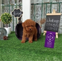 6 ekor Tiny Red Toy Poodle