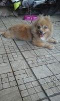 Anjing mini pom keturunan import