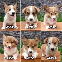 Corgi Puppies Jantan dan Betina Stambum + Vaksin