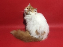 Persia peaknose umur 10bln betina