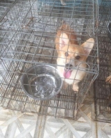 Welsh corgy betina stambum