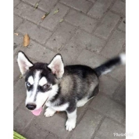 Puppies Siberian Husky Stambum Vaksin Lengkap