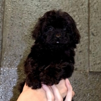 Poodle tiny high quality black