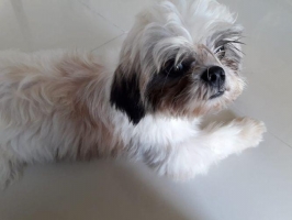 Anjing Shih tzu Jantan Stamboom Vaksin Turunan Champion