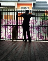 Anjing pom usia 1 tahun jantan