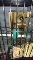 Lovebird Sepasang Mangsi x Cobalt Produksi