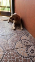 Anjing Golden Stb Tato Bagus Betina