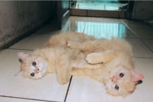 Kucing persia medium jantan umur 6 bulan