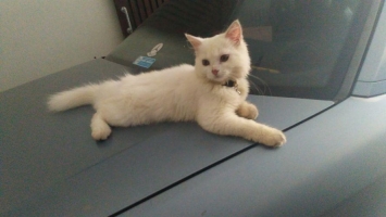 1 ekor kucing norweghian 3 bulan aktif gesit
