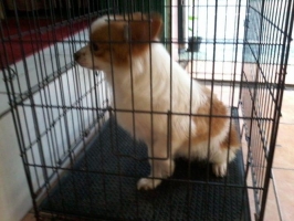 Anjing Pom mix Chihuahua non Stambum & vaksin