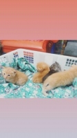 Kitten Persia Medium 200k