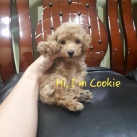 Anjing Brown Red Toy Poodle Jantan Promo Murah