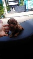 3 Anakan red tjny pudel 2 betina 1 jantan stambum vaksin