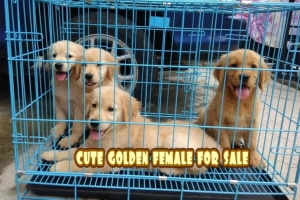 anak anjing golden imut dan menggemaskan,big bone,vaksin ,tato lengkap.