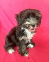 3 Ekor Anak Anjing Mix Maltese x Mini Yorkshire Terrier Umur 2 Bulan