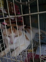 Yang berminat Monggo Kucing belang telon 3 lokal, jantan