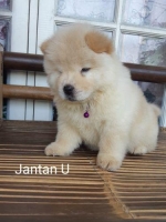 Puppy Chow Chow Good Quality Stambun Lengkap