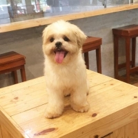 Anjing Shihtzu jantan lengkap vaksin!!!!